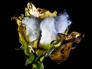 Confort et Écologie au Quotidien : Les Avantages des sous vêtements en Coton Bio
