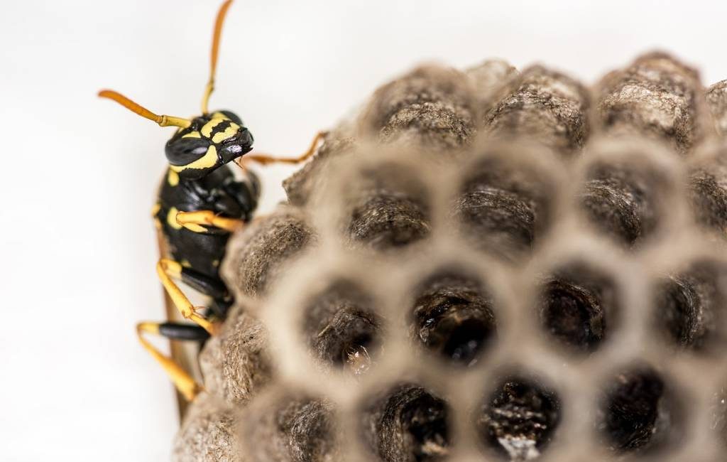 Comment se débarrasser des nids de guêpes à Lyon