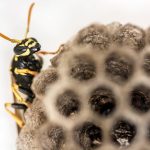 Biotechnologie végétale : une solution pour reboiser les forêts dégradées