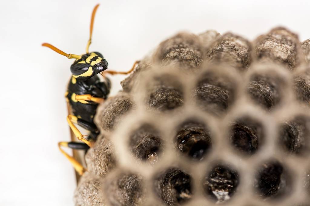 Comment se débarrasser des nids de guêpes à Lyon
