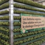 Biotechnologie végétale : une solution pour reboiser les forêts dégradées