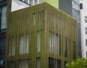 Le rôle des microalgues dans la dépollution de l’air en milieu urbain