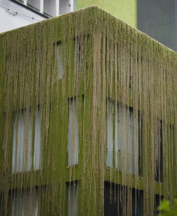 Le rôle des microalgues dans la dépollution de l’air en milieu urbain