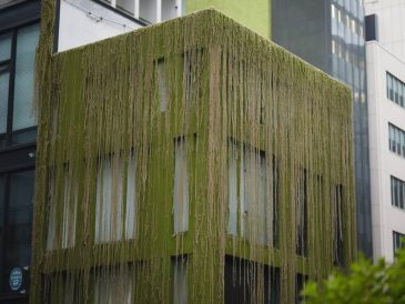 Le rôle des microalgues dans la dépollution de l’air en milieu urbain