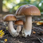 Le rôle des microalgues dans la dépollution de l’air en milieu urbain